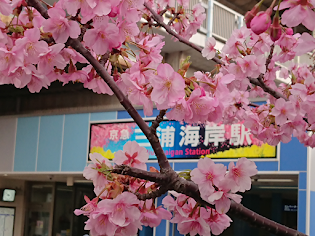 関東 河津 桜